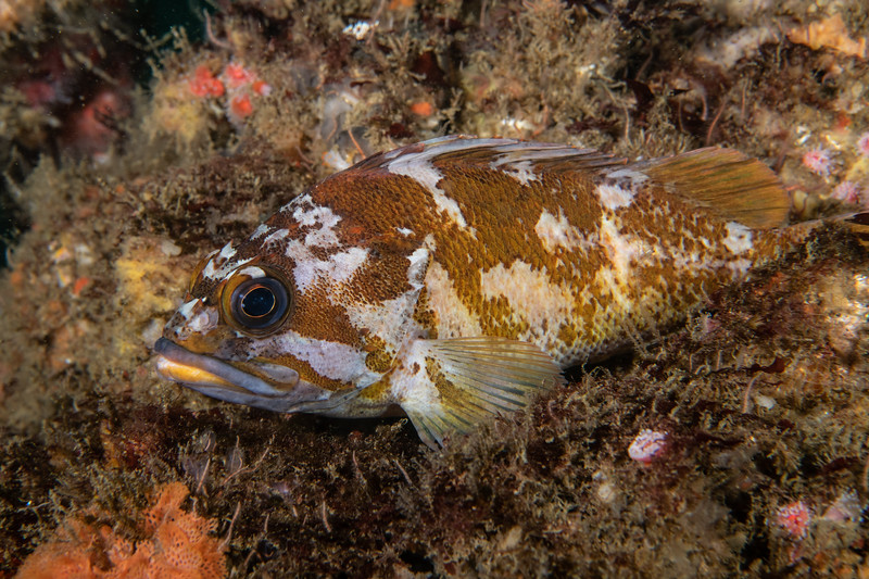 Gopher%20rockfish%20DSC_6024-L.jpg