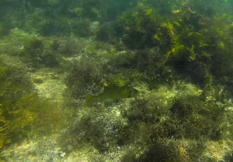 GOPR0638_0177.png