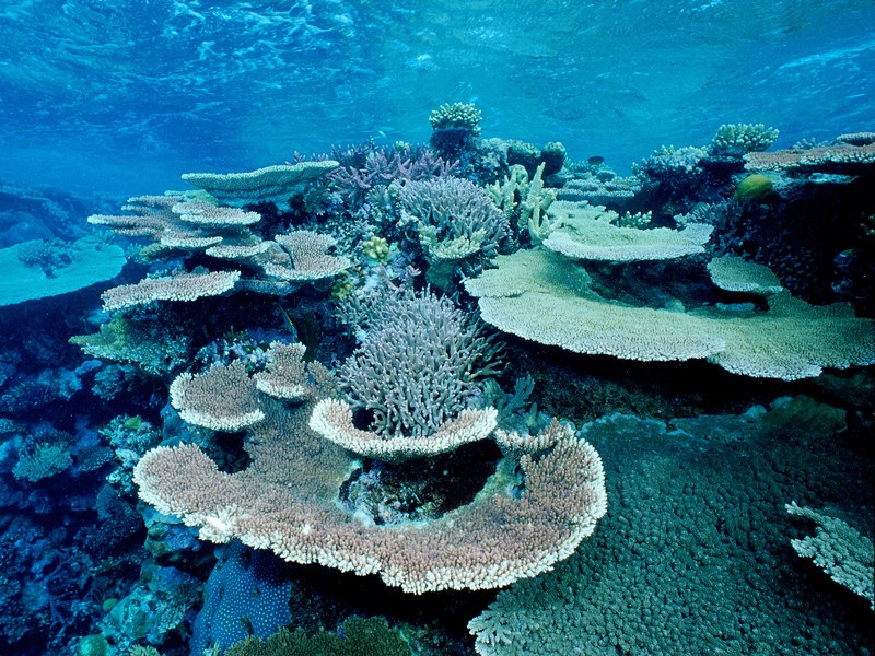 Great-Barrier-Reef_GettyImages-135623992.jpg