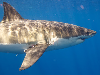 great-white-shark-elias-levy.jpg