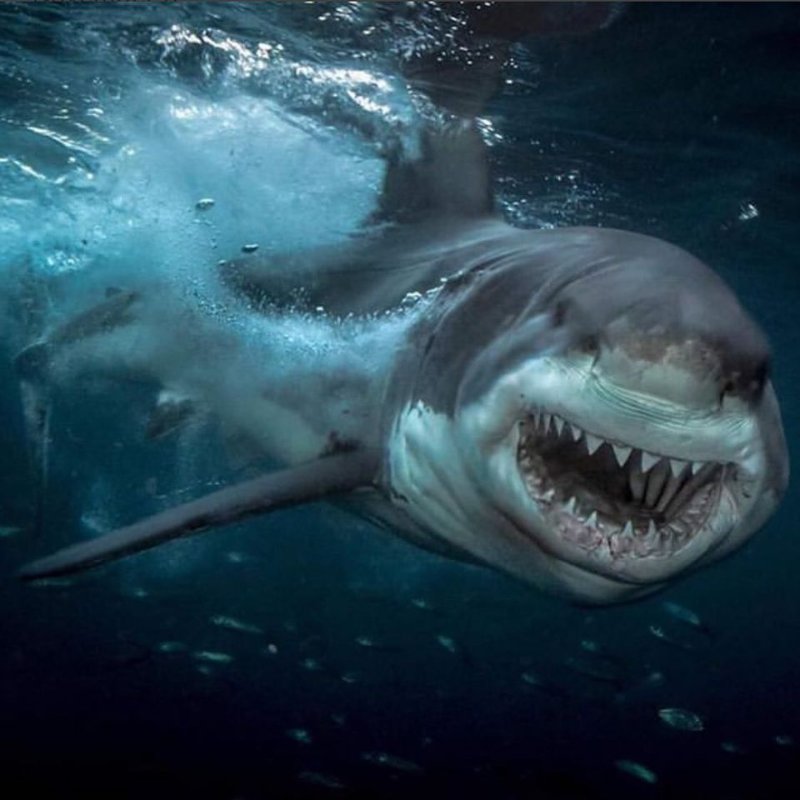 GREAT WHITE SHARK.jpg