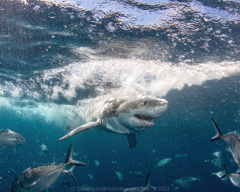 Great White Sharks March 29, 2023-343-Photoshop.jpg