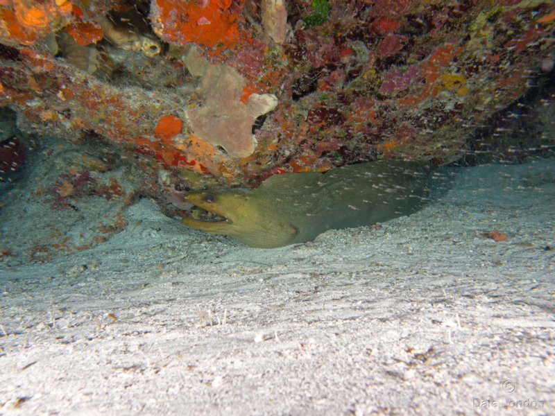 Green Moray eel 001 Coz Oct 2018c.jpg