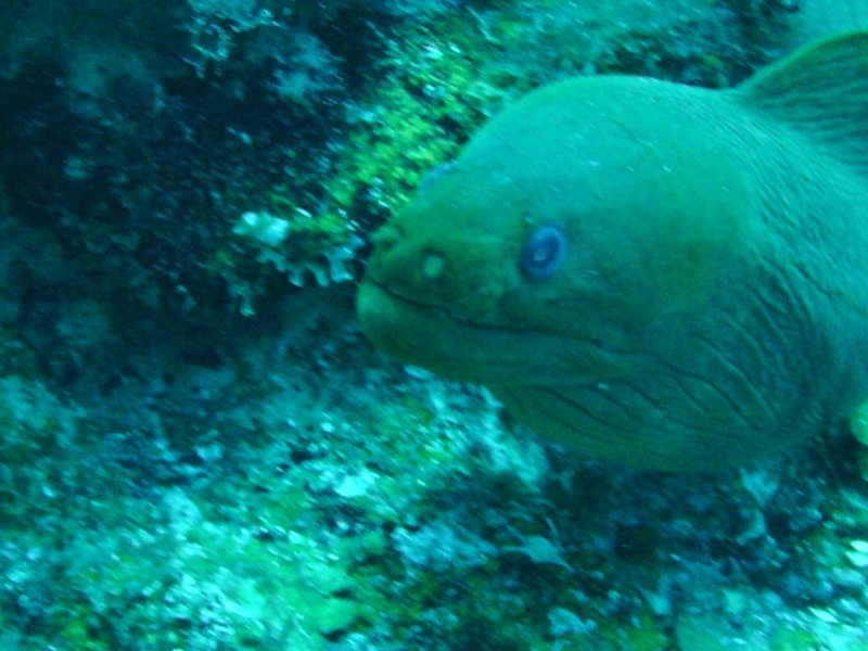 Green Moray Eel 1.jpg
