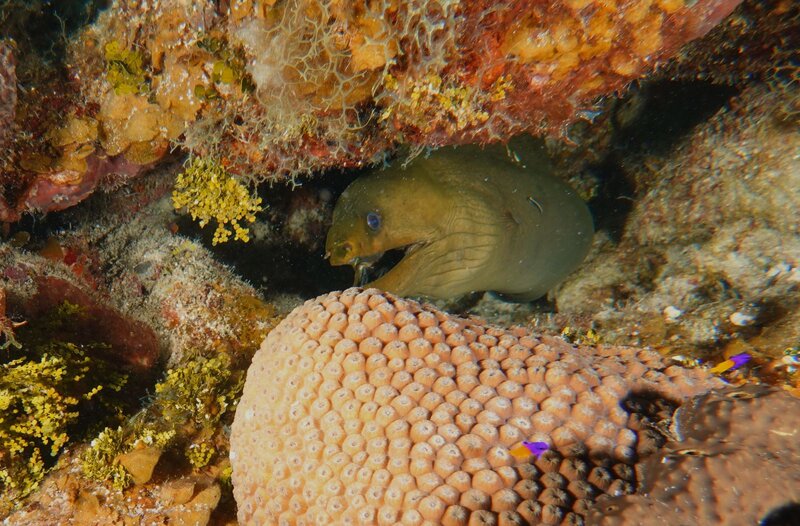 Green Moray.JPG