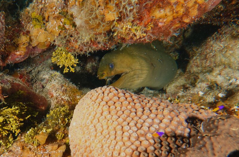 Green Moray.JPG Green Moray.JPG