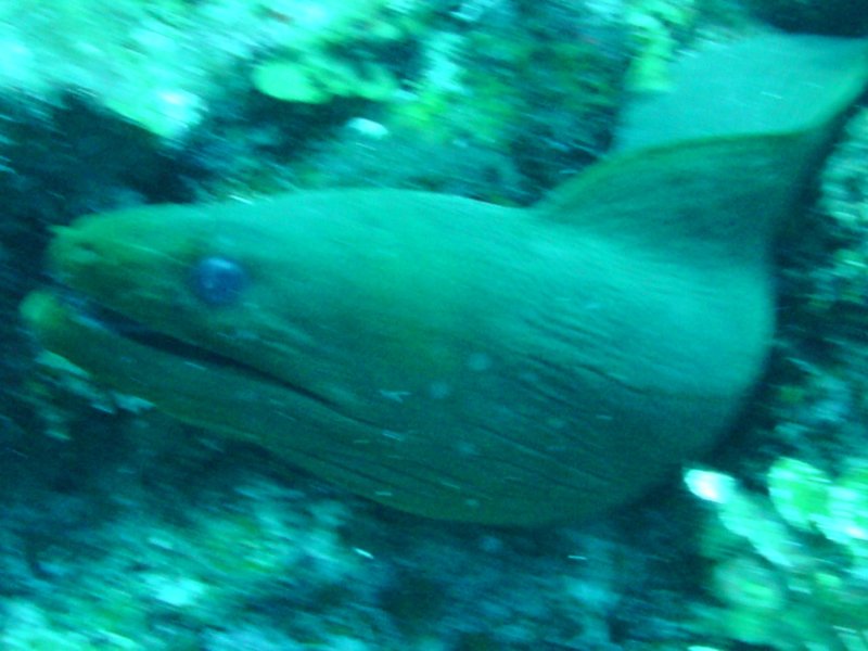 Green Morsay Eel 4.jpg