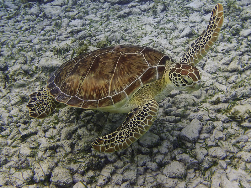 Green Sea Turtle-1130067.jpg