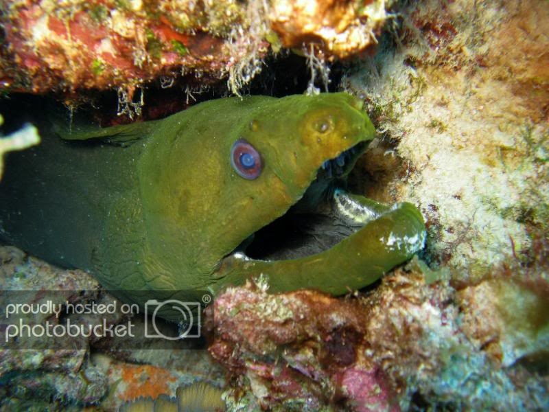 GreenMorayBonaire.jpg GreenMorayBonaire.jpg