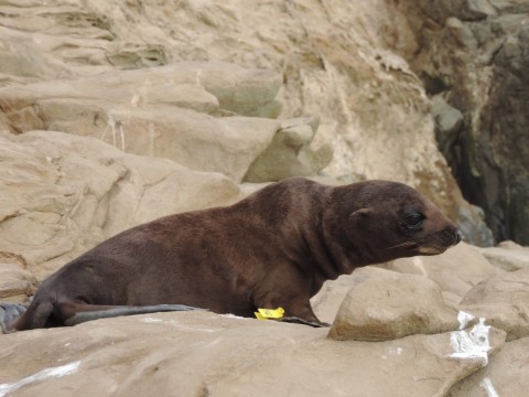 guadalupefurseal-hires-nmml-permit160871443546250.jpg guadalupefurseal-hires-nmml-permit160871443546250.jpg