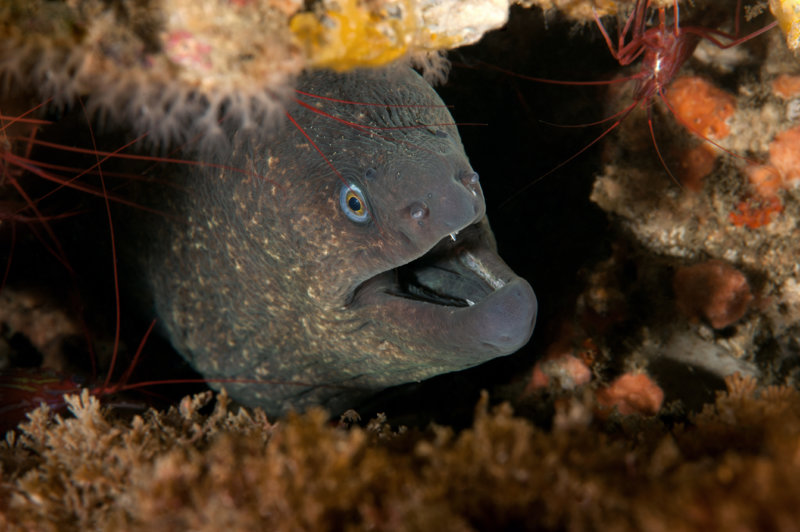 Gymnothorax mordax, California Moray Eel.jpg