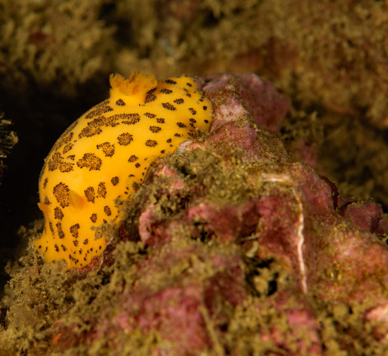 Halfway%20Reef_ART9539_zpsri4cir5p.jpg Halfway%20Reef_ART9539_zpsri4cir5p.jpg