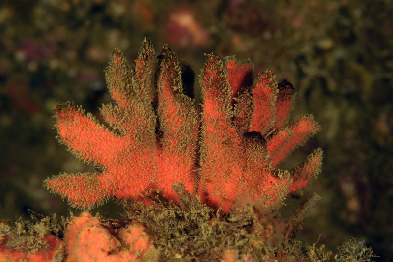 Halfway%20Reef_ART9541_zpsoxc9pj3c.jpg Halfway%20Reef_ART9541_zpsoxc9pj3c.jpg