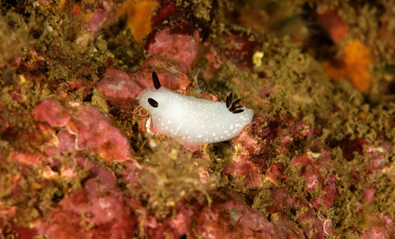 Halfway%20Reef_ART9551_zps2fopxcnb.jpg Halfway%20Reef_ART9551_zps2fopxcnb.jpg