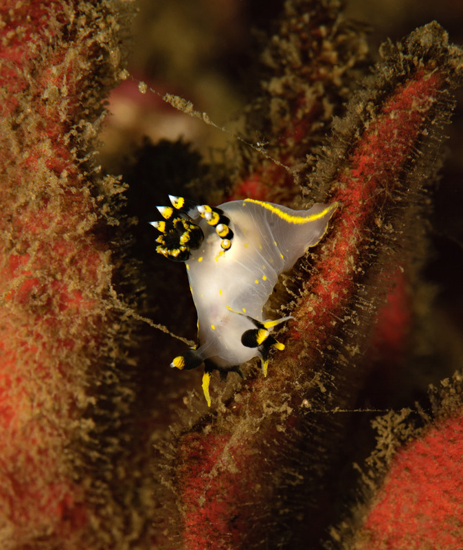 Halfway%20Reef_ART9560_zpsoejniamy.jpg Halfway%20Reef_ART9560_zpsoejniamy.jpg