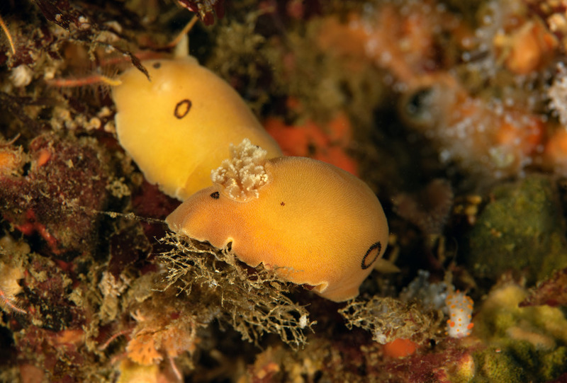 Halfway%20Reef_ART9566_zpshp8hjz53.jpg Halfway%20Reef_ART9566_zpshp8hjz53.jpg