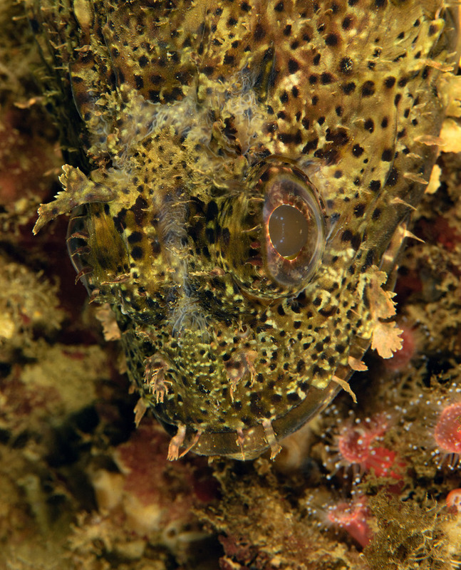 Halfway%20Reef_ART9570_zps5751u8st.jpg Halfway%20Reef_ART9570_zps5751u8st.jpg