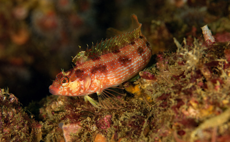 Halfway%20Reef_ART9573_zps8k1jz75u.jpg Halfway%20Reef_ART9573_zps8k1jz75u.jpg