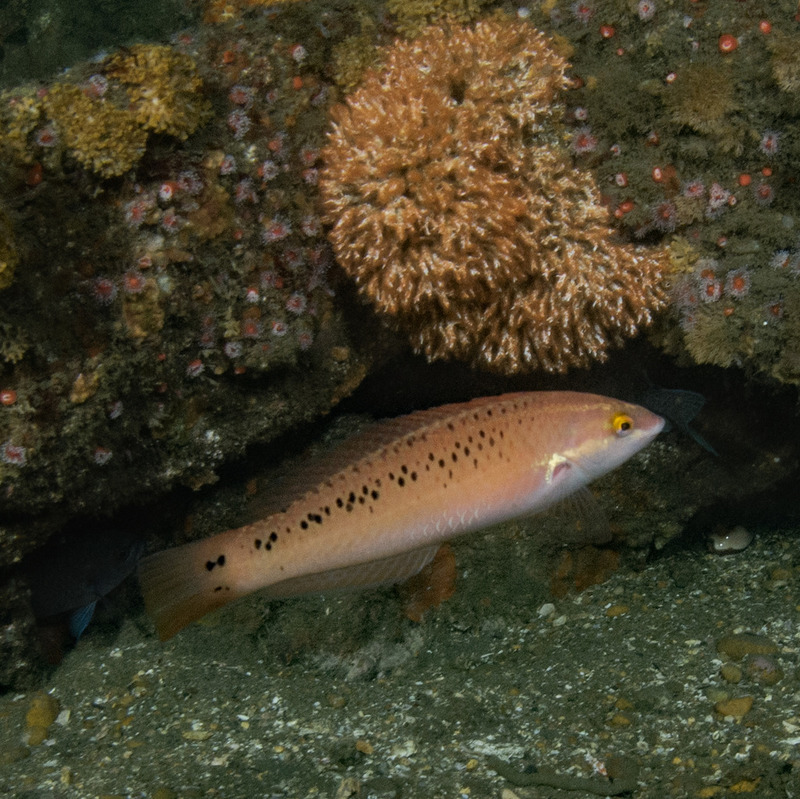 Halichoeres%20Semicinctus%20Rock%20wrasse%20female_ART8114_zpsqkxgdjhq.jpg