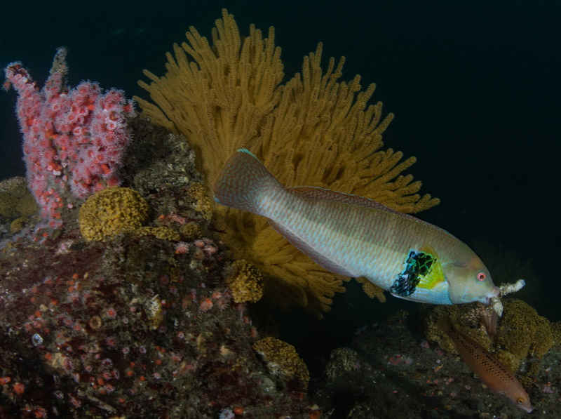 Halichoeres%20semicinctus%20Rock%20wrasse%20male%20with%20smaller%20female_ART8136_zpsqyqu0btd.jpg