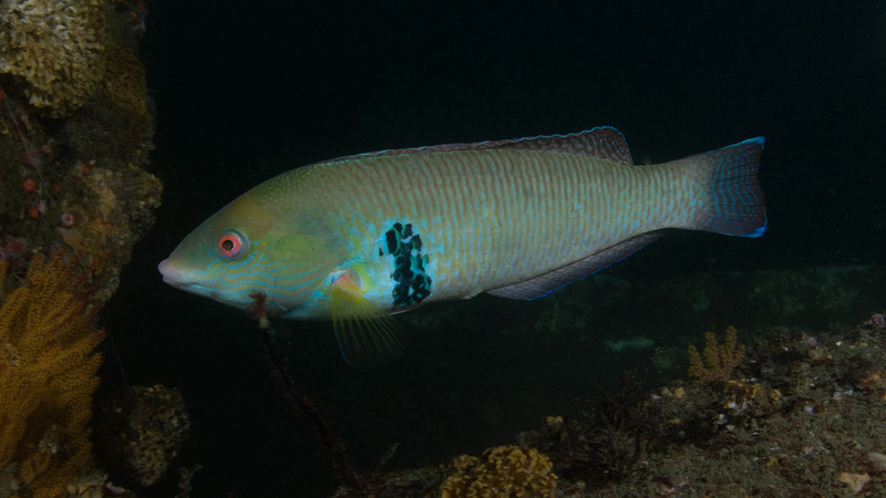 Halichoeres%20Semicinctus%20Rock%20wrasse%20male_ART8123_zpsm2mmp2jr.jpg