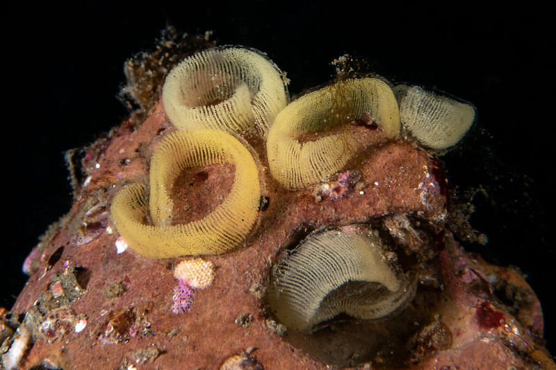 Haminoea%20eggs%20DSC_6417-L.jpg Haminoea%20eggs%20DSC_6417-L.jpg