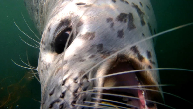 harbor seal mouth Lobos 10-11-19.JPG
