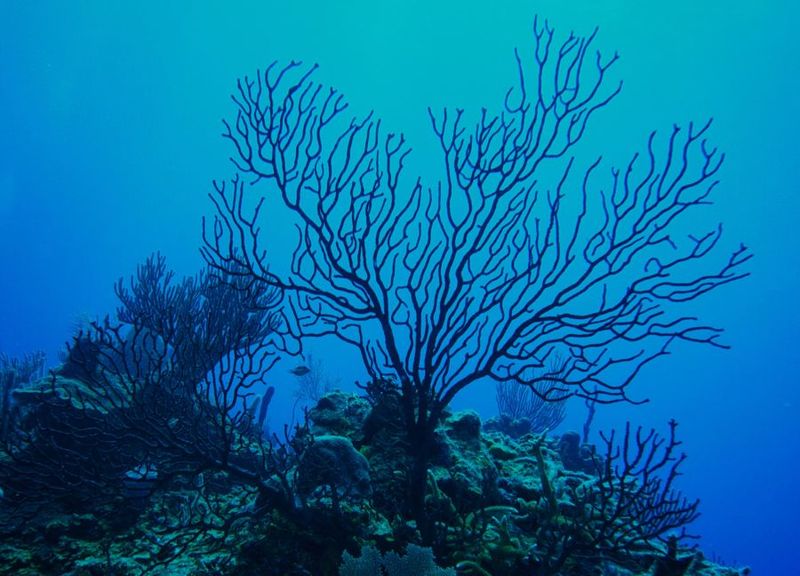hawaii-state-gemstone-black-coral.jpg