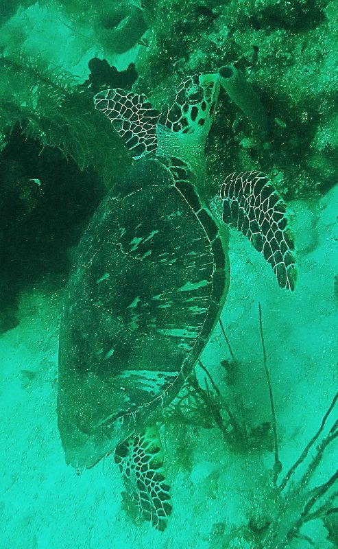 Hawksbill 02-6.JPG