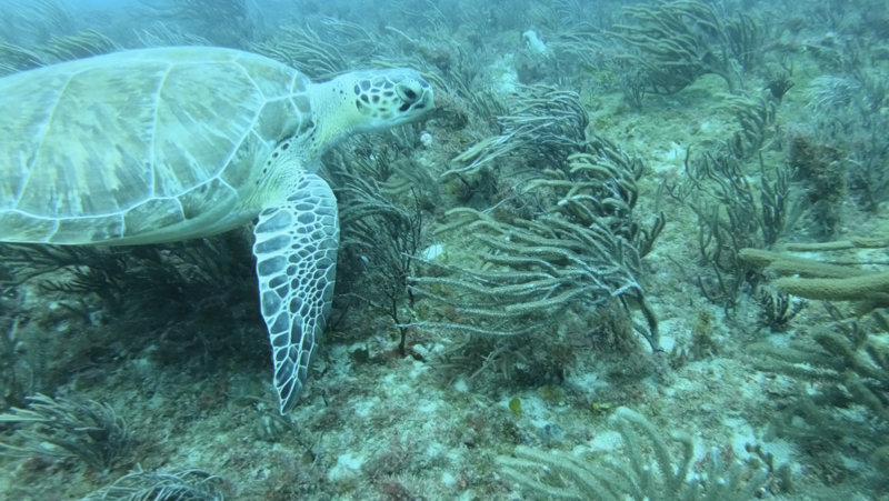 Hawksbill.jpg Hawksbill.jpg