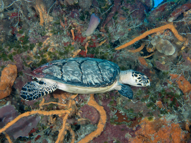 Hawksbill turtle 002 Coz Oct 2018c.jpg