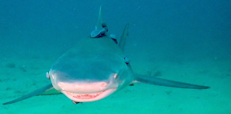 Head on smiling shark (1 of 1).jpg