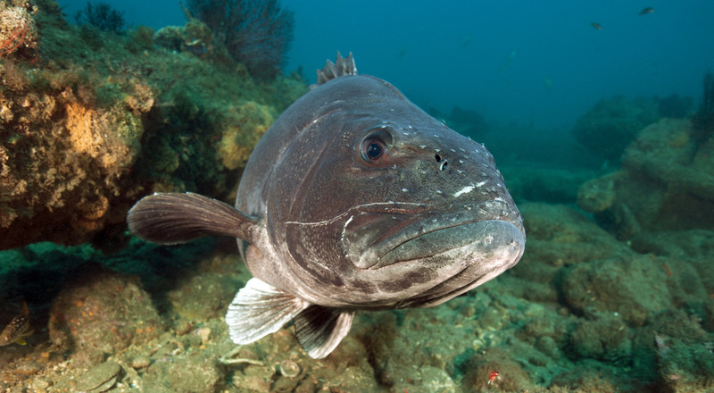 Hermosa%20Reef%2035_zps9ukbowhw.jpg