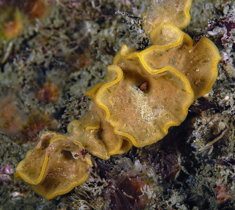Hippoporina%20insculpta%20Fluted%20bryozoan_zpspc0ypdjo.jpg Hippoporina%20insculpta%20Fluted%20bryozoan_zpspc0ypdjo.jpg