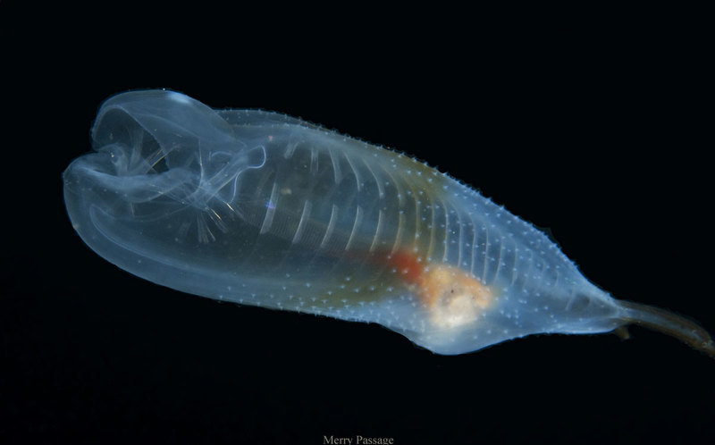 HM-Large-Salp-Redondo-by-Me.jpg