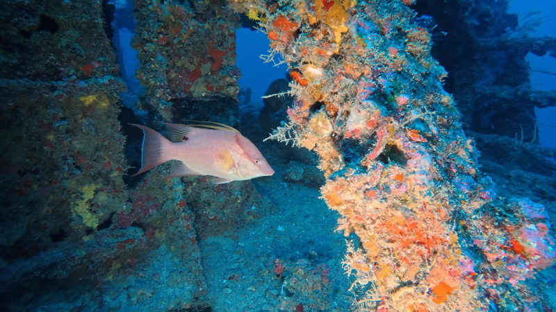 Hogfish-01.png