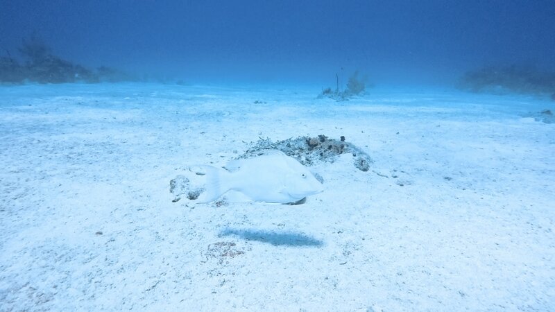 Hogfish.jpg