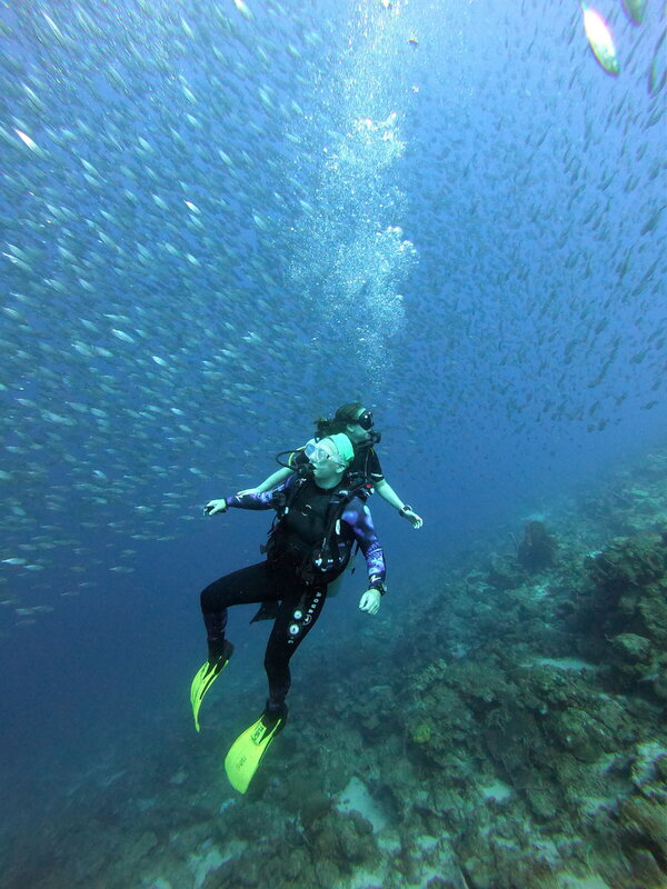 house reef divers in bait ball.JPG