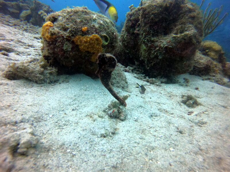 house reef seahorse tall.JPG