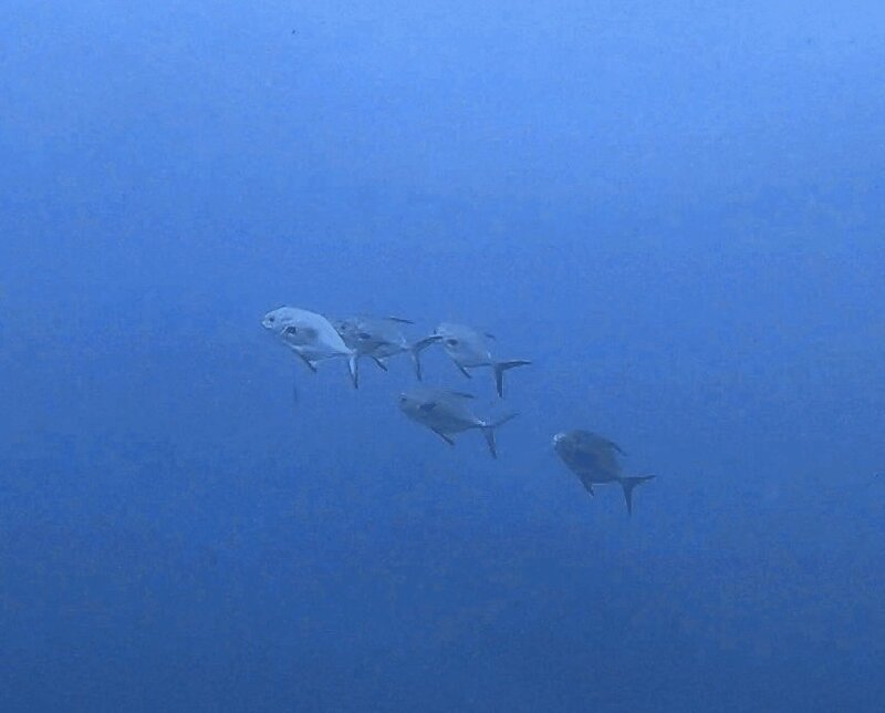 IMG_0101.jpeg