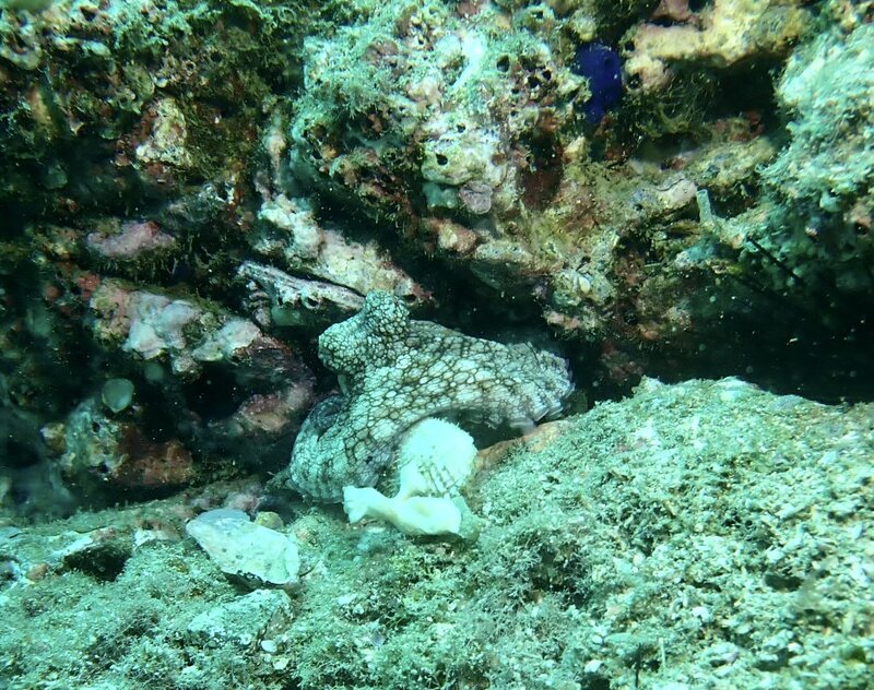 IMG_2694.jpeg