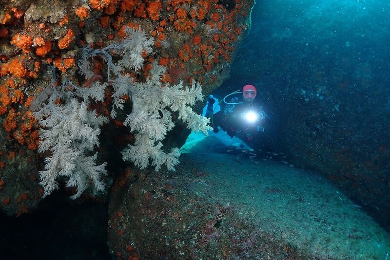 It was great diving ! ! - TG6 - D20 from @xtar_divelight  - 冠島 (KANMURI ISLAND)#olympusphotogr...jpg