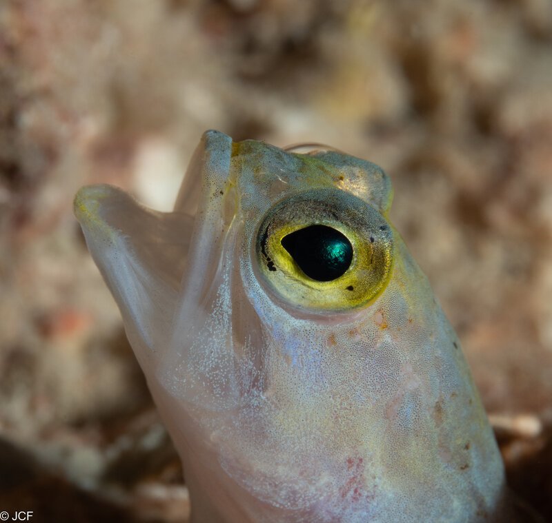 jawfish.jpg jawfish.jpg
