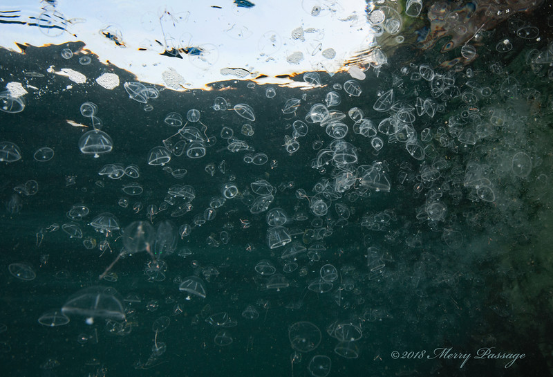 Jelly%20water2%20wm_DSC9778-L.jpg Jelly%20water2%20wm_DSC9778-L.jpg