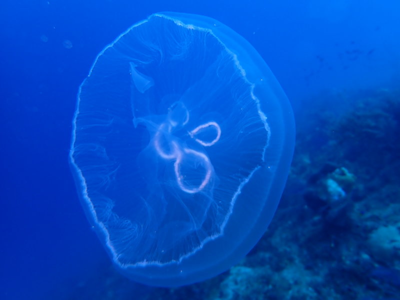 Jellyfish-3.JPG