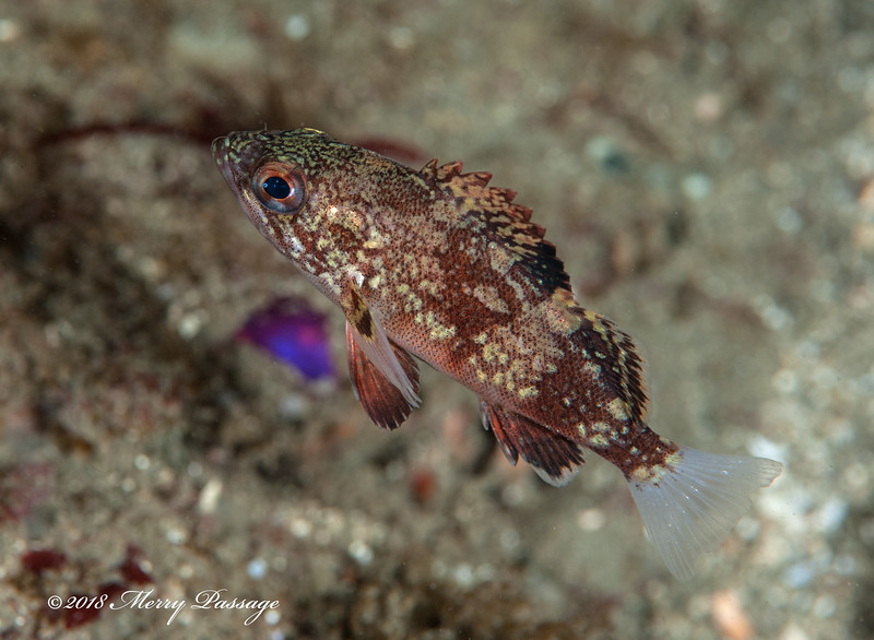 Juvenile%20rockfish_DSC8760-L.jpg