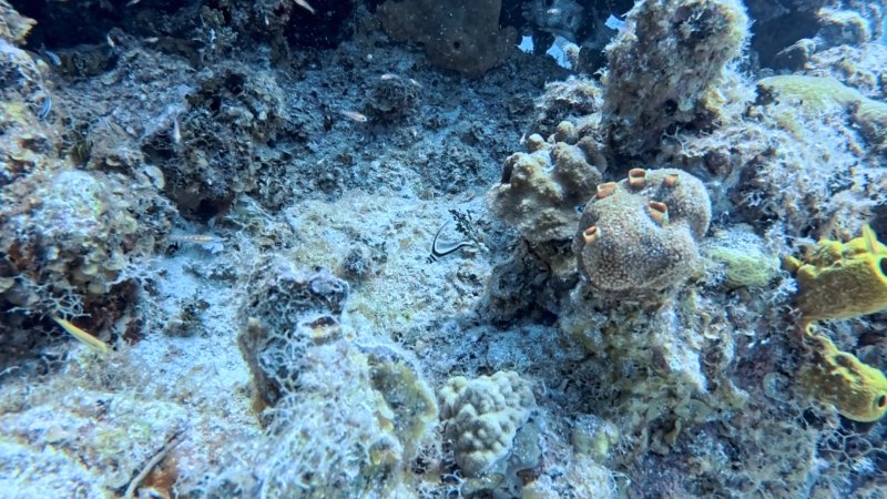 Juvy Drum with Porcupine Fish.jpg