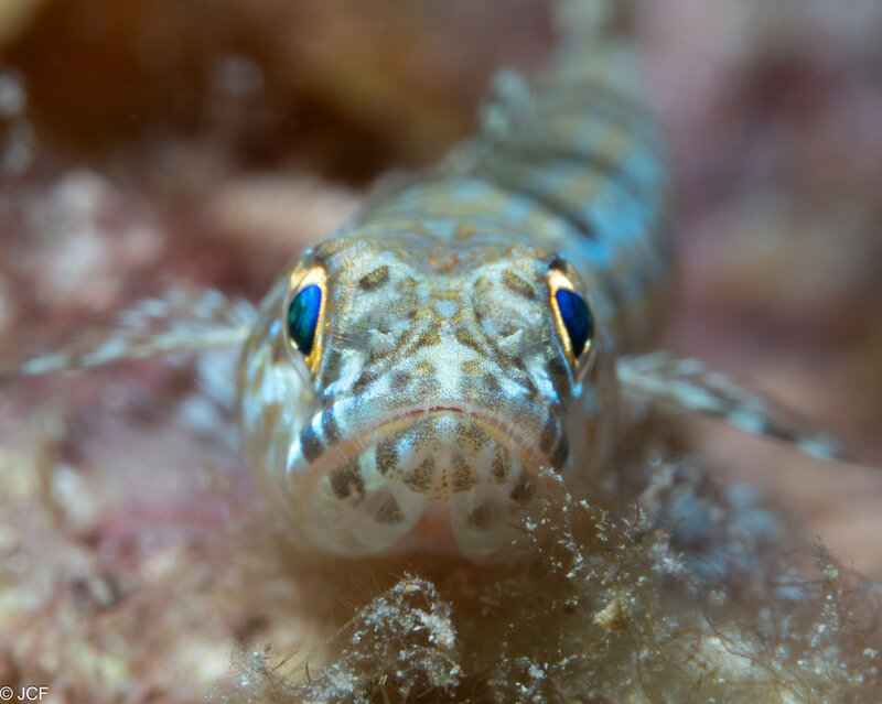 juvy lizard.jpg juvy lizard.jpg