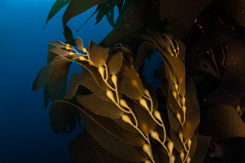 Kelp%20blue%20DSC_5548-L.jpg