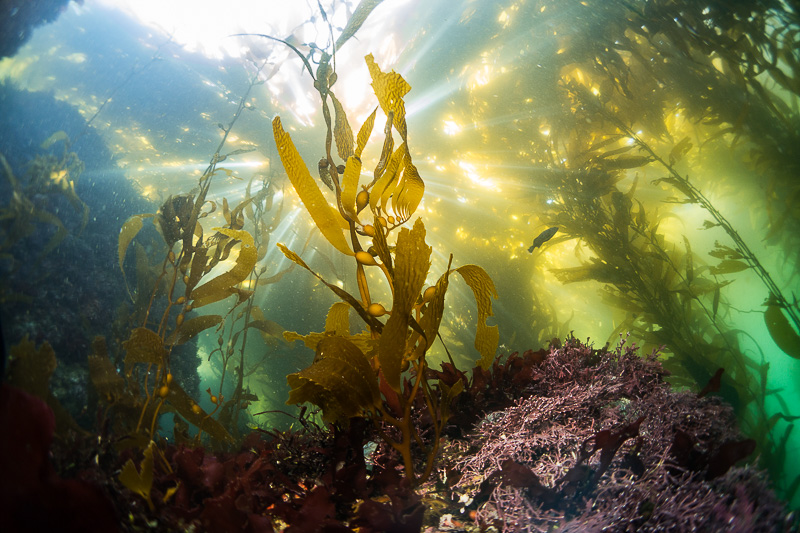 kelp-forest-dive.jpg